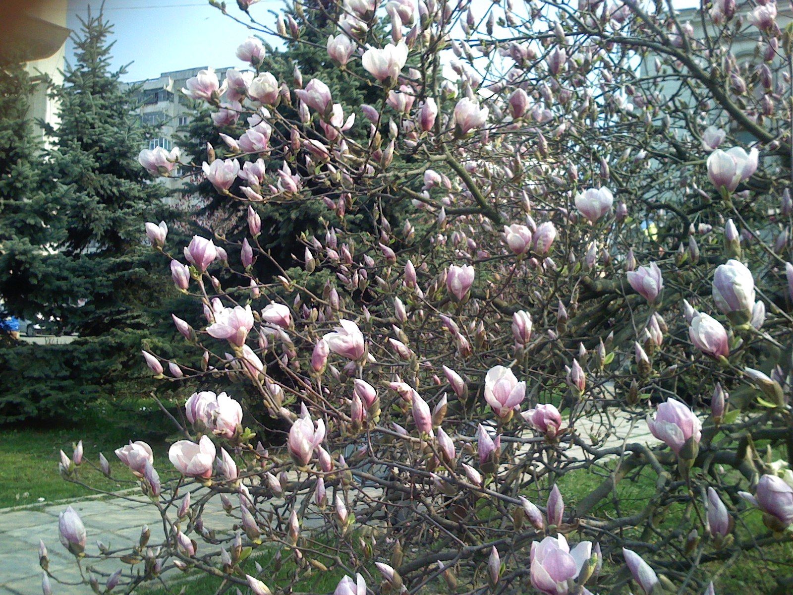 Florile primăverii