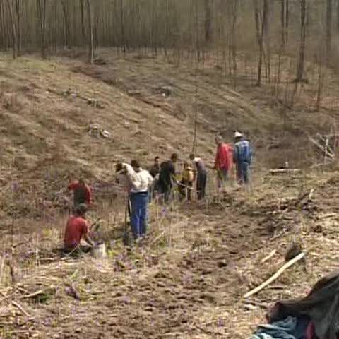 Sute de mii de puieţi vor fi plantaţi atât la şes, cât şi la munte 