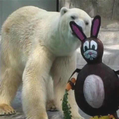 Animalele de la zoo Buenos Aires şi-au primit cadourile de Paşte