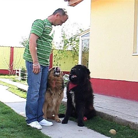 Stăpânii de animale care pleacă în vacanţă îşi pot lăsa câinii la pensiuni 