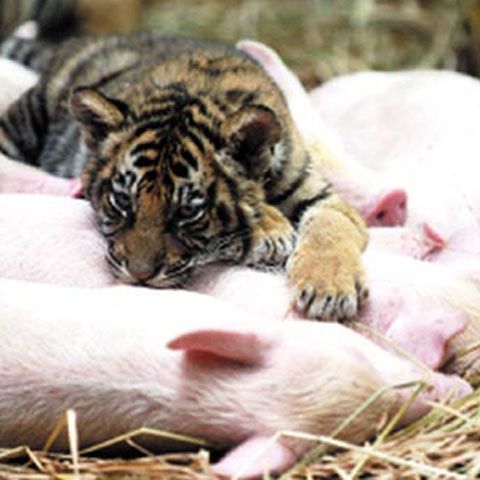 Doi pui de tigru au fost adoptaţi de un porc, iar purceluşii sunt îngrijiţi de tigroaică