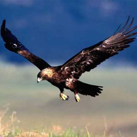 O pensionară a fost jefuită de un vultur