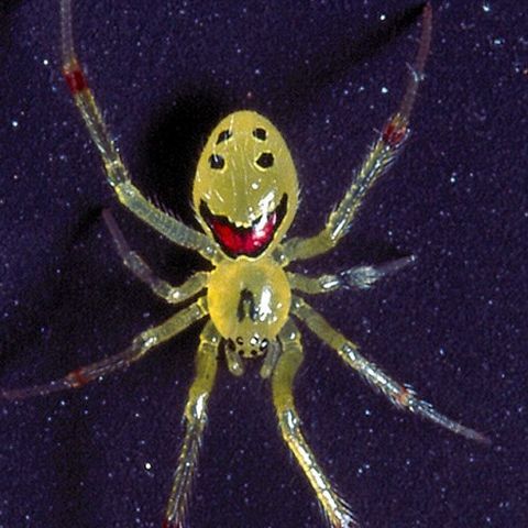 Un păianjen hawaiian are pe corp un Smiley Face - VEZI FOTO