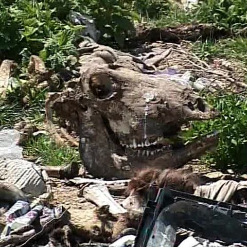 Sute de animale moarte zac la marginea comunei Homocea, judeţul Vrancea 