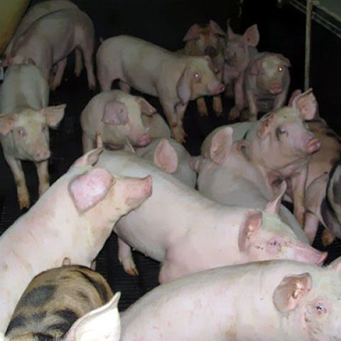 Ce este gripa porcină şi cum se transmite