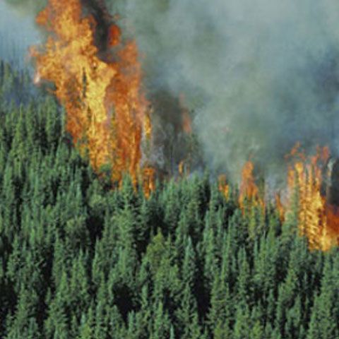 Trei hectare de pădure au ars în zona Muntele Rece, jududeţul Cluj 