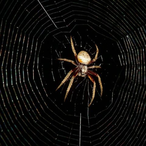 Cercetătorii au întărit pânza de păianjen cu oţel şi titaniu