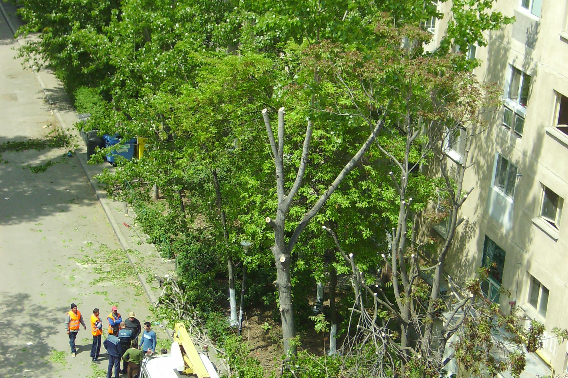 Copaci distruşi pe şoseaua Olteniţei Bucureşti