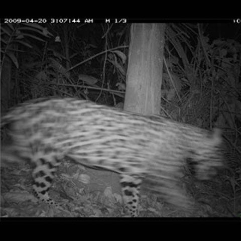 Prima fotografie a unui jaguar pe o insulă din Panama