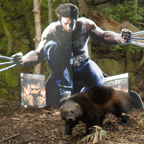 X-Men Origins Wolverine, lansat oficial şi la Zoo