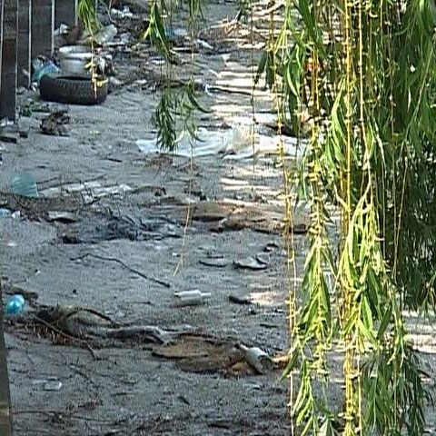 Braconaj pe Lacul Pantelimon: Zeci de peşti morţi au apărut pe maluri