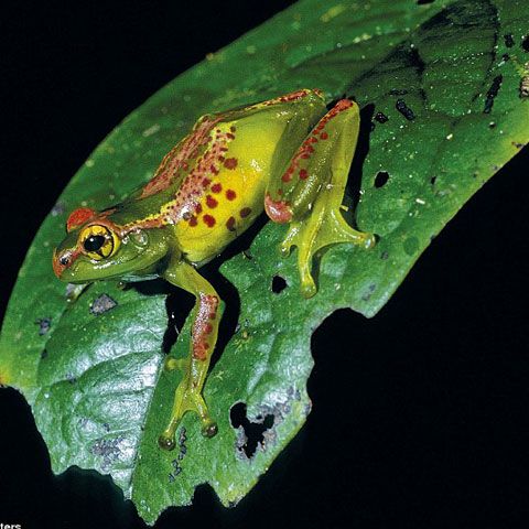200 de specii noi de amfibieni au fost descoperite în Madagascar