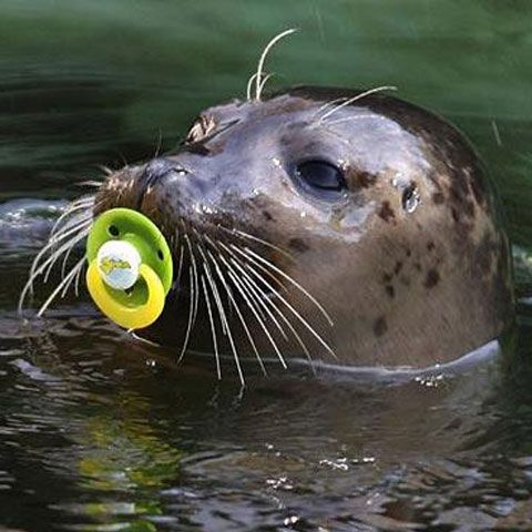 Cele mai frumoase fotografii cu animale, săptămâna 4-10 mai