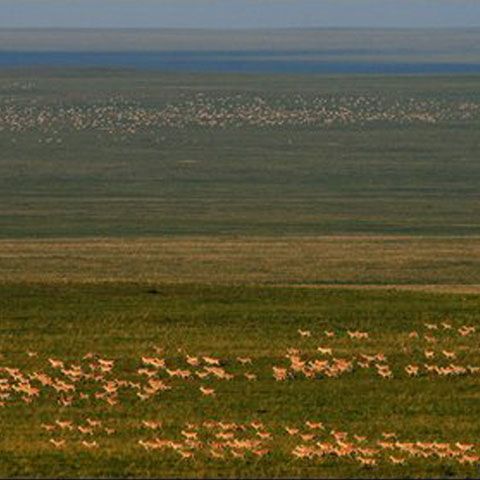 Cea mai mare turmă de gazele văzută vreodată, în Mongolia 