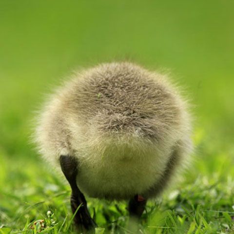 Cele mai frumoase fotografii cu animale, săptămâna 11-17 mai