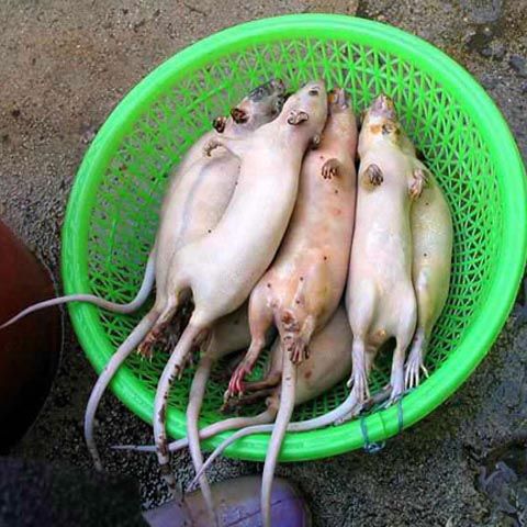 Carnea de şobolan, o delicatesă în Vietnam