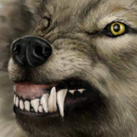 Un lup a muşcat trei oameni din satul bistriţean Rebra