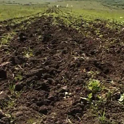Culturile de primăvară sunt compromise din cauza secetei