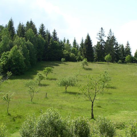 Un ieşean a tăiat ilegal sute de arbori în ultimele opt luni