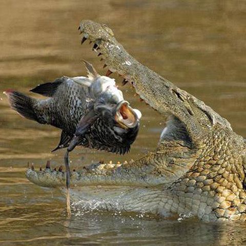 Viaţa sălbatică din Africa de Sud în fotografii