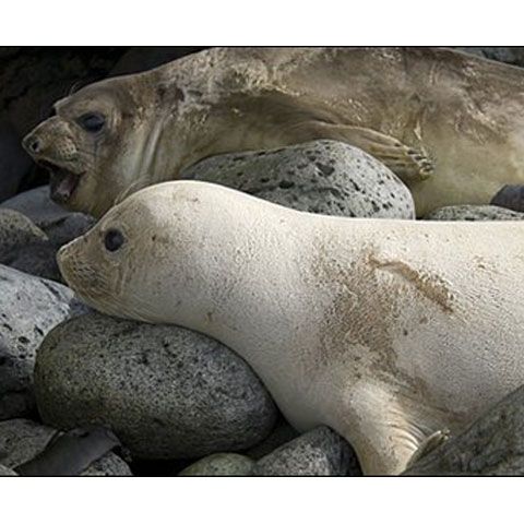 O focă-elefant albă, extrem de rară, a fost fotografiată de cercetători