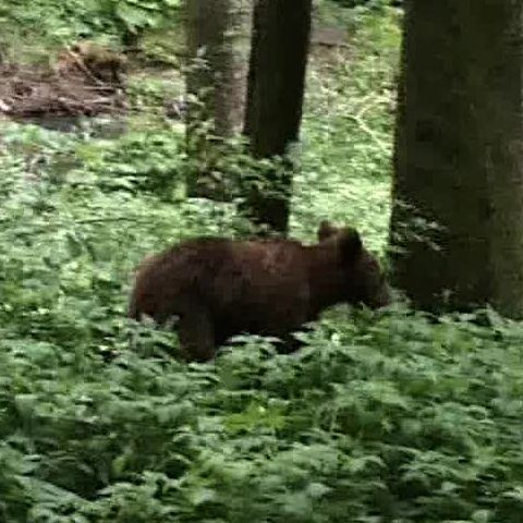 Zilnic, urşii din Sinaia intră pe aleile castelului Peleş