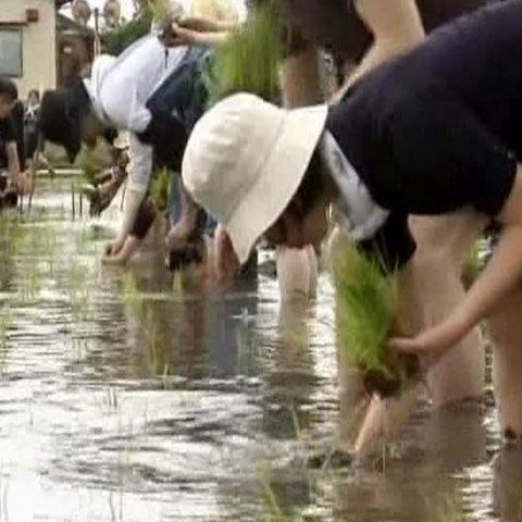 Locuitorii din Tokyo iau lecţii de agricutură