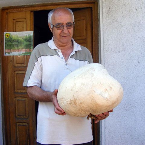 O ciupercă imensă a crescut în grădina unui pensionar din Bahna, judeţul Mehedinţi