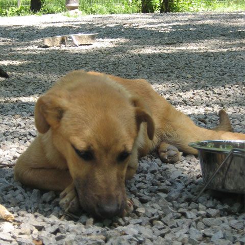 Iubitorii de animale, care au trecut sâmbătă prin parcul Bazilescu, au putut adopta un căţel