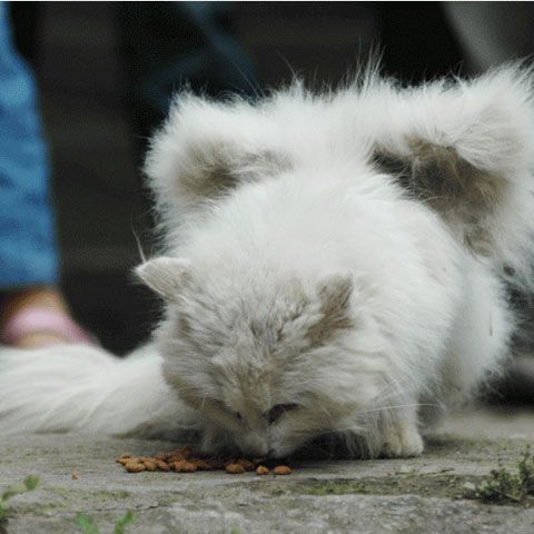 Pisica cu aripi, un mister greu de explicat de specialişti