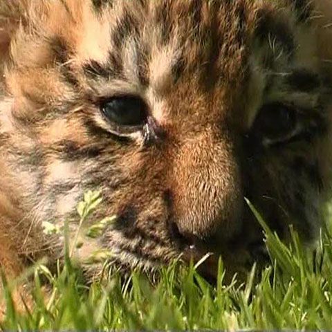 Un cocker a adoptat un pui de tigru, la o grădină zoologică din Germania - VEZI VIDEO