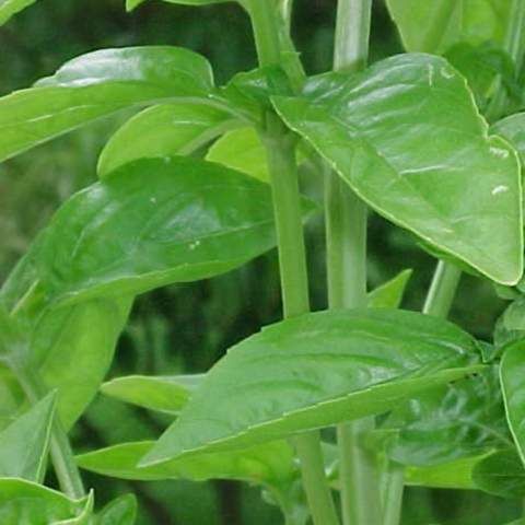 Plantele se recunosc între ele 