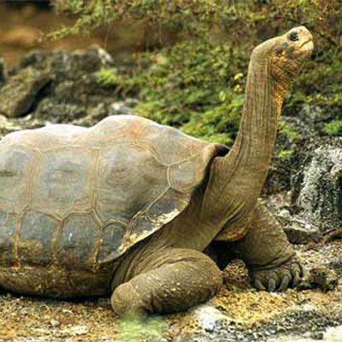 Un ţânţar minuscul ameninţă gigantele ţestoase din Galapagos