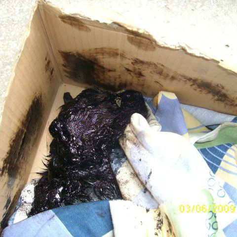 O căţeluşă şi cei patru pui ai ei au fost acoperiţi de smoală fierbinte