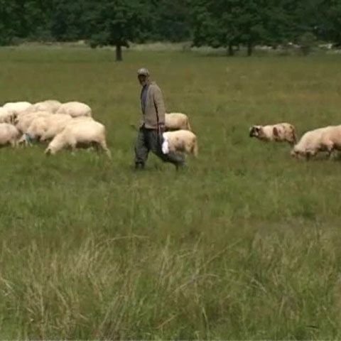 Poiana Narciselor a rămas fără flori