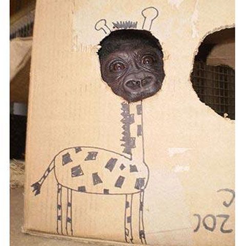 Cele mai frumoase fotografii cu animale, săptămâna 1-7 iunie 2009