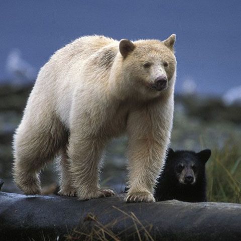 Spirit, ursul negru care este "blond"