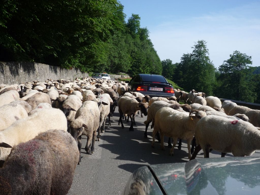 Mioare pe Valea Doftanei 