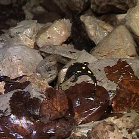 Amatorii de senzaţii tari pot coborî în peşterile de pe Valea Sohodolului, judeţul Gorj