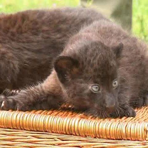 Doi pui de panteră, Larisa şi Sipura, au salutat miercuri publicul unui zoo din Germania