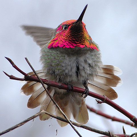Pasărea colibri este mai rapidă decât un avion de vânătoare