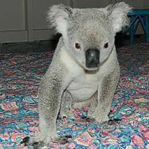 Un koala a adormit într-un pat la hotel