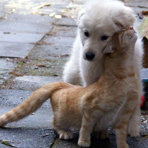 Asociaţiile de protecţia animalelor au protestat pentru adoptarea legii sterilizării şi adăposturilor