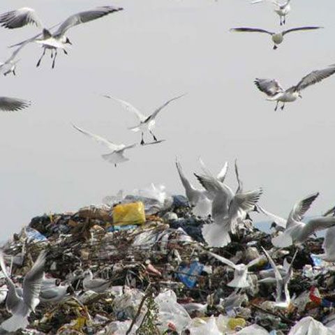 O firmă a venit tocmai din Coreea pentru a ne recicla gunoaiele