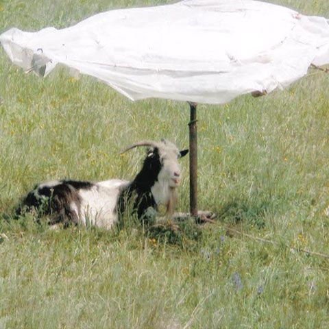Capra care paşte sub umbrelă, protejată de stăpân de caniculă