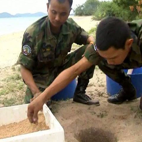 Marina regală thailandeză salvează ţestoasele