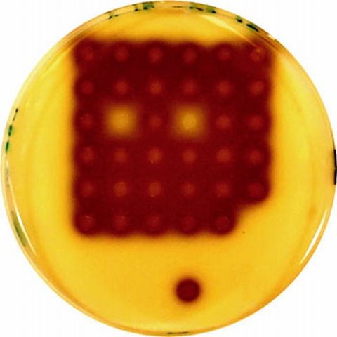 O bacterie a fost trezită la viaţă după 120.000 de ani