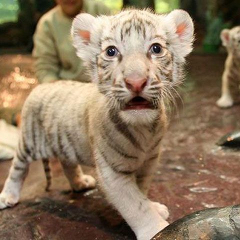 Cele mai frumoase fotografii cu animale, săptămâna 15-21 iunie 2009