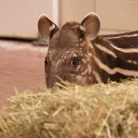 Simpaticul pui de tapir Maja, atracţia grădinii zoologice de la Berlin - VEZI VIDEO