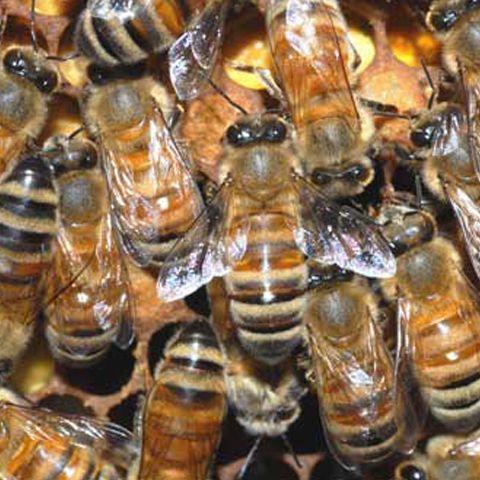 Apicultura rămâne o îndeletnicire profitabilă, chiar şi pe timp de criză 